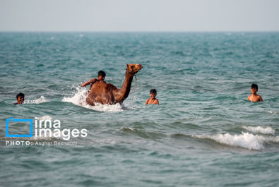 حمام شتر