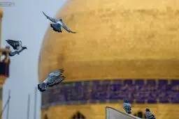 برافراشته شدن پرچم جشن در نجف اشرف