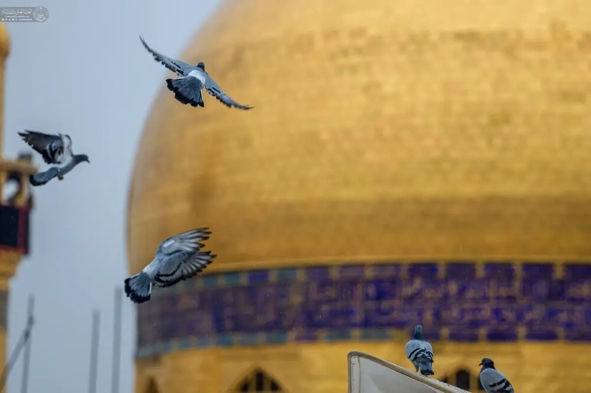 برافراشته شدن پرچم جشن در نجف اشرف