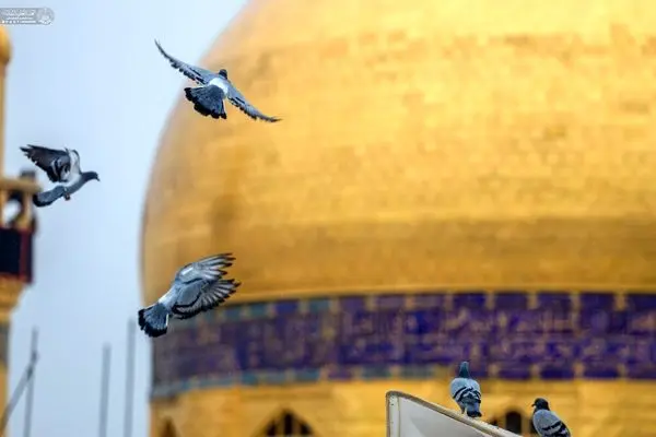 برافراشته شدن پرچم جشن در نجف اشرف