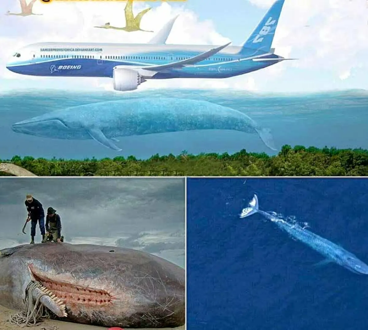 بزرگترین موجود زنده دنیا به اندازه یک هواپیمای بوئینگ