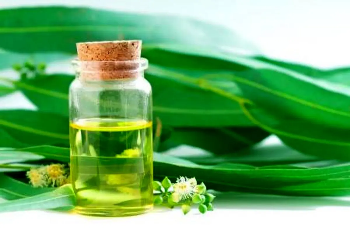 تسکین درد و درمان سرماخوردگی با این گیاه

