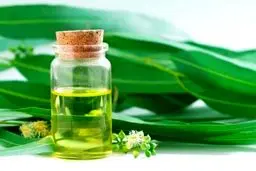 تسکین درد و درمان سرماخوردگی با این گیاه

