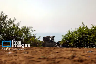 حمام شتر