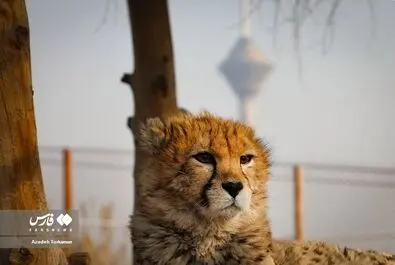 پیروز
