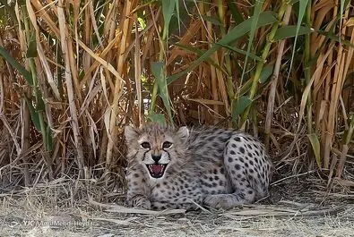پیروز