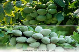 معرفی نهال گردو و بادام دیرگل در سال ۱۴۰۱