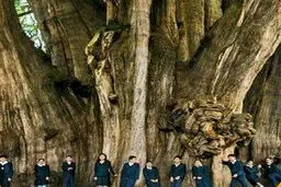 پهن ترین درخت جهان؛عکس