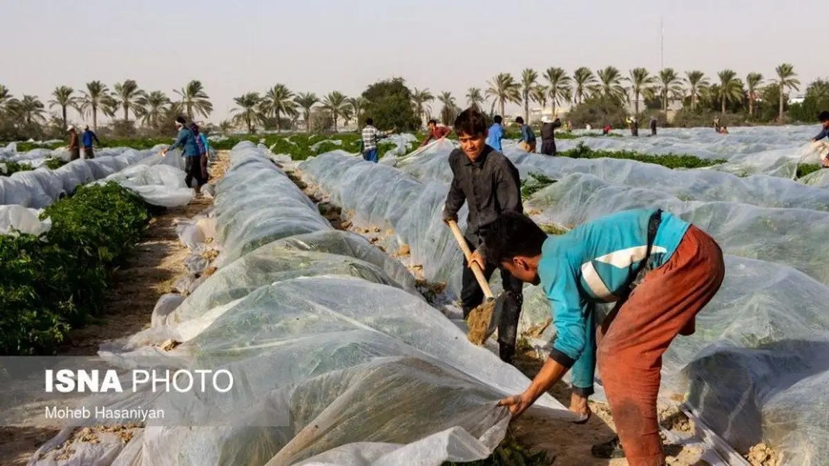 تصاویر جذاب از برداشت گوجه فرنگی در بوشهر