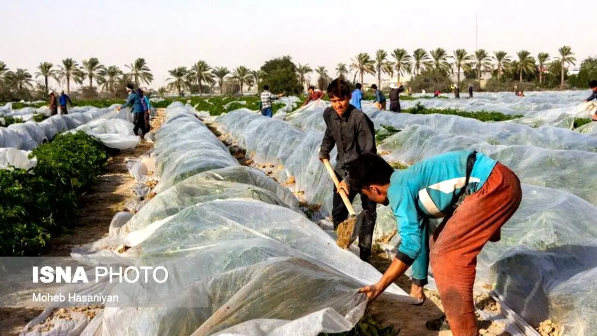 تصاویر جذاب از برداشت گوجه فرنگی در بوشهر