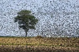 پرندگان مهاجر اروپایی در بلاروس