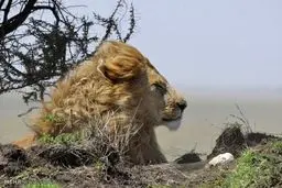 تصاویر برتر مسابقه عکاسی نشنال جئوگرافیک 2017