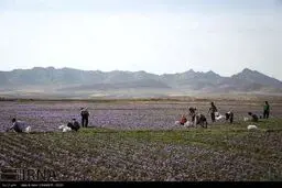 برداشت زعفران در تربت حیدریه و زاوه/تصاویر