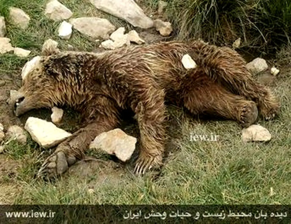 قتل بیرحمانه یک خرس قهوه ای در کرمانشاه/عکس