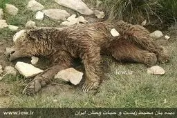 قتل بیرحمانه یک خرس قهوه ای در کرمانشاه/عکس