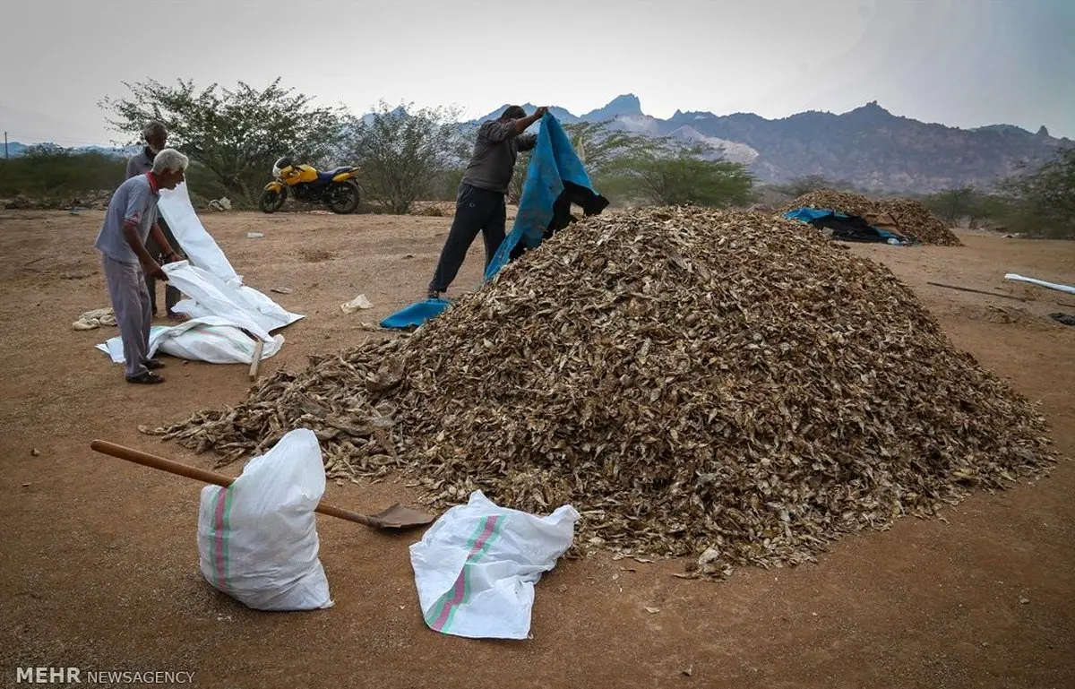 تصاویری از شغل عجیب و دشوار اهالی هرمز