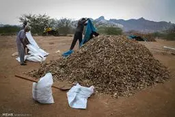 تصاویری از شغل عجیب و دشوار اهالی هرمز