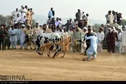 حاشیه های جذاب مسابقه گاو دوانی در پاکستان! /تصاویر