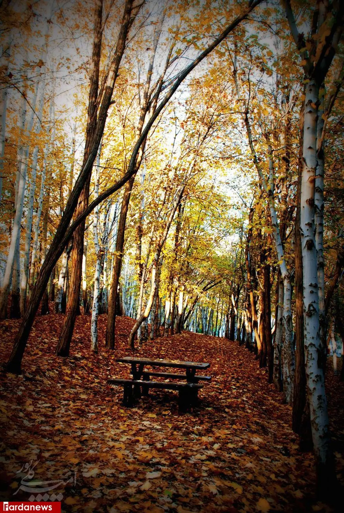 عکسی دیدنی از بوستان جنگلی چیتگر