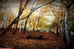 عکسی دیدنی از بوستان جنگلی چیتگر
