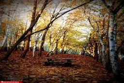 عکسی دیدنی از بوستان جنگلی چیتگر