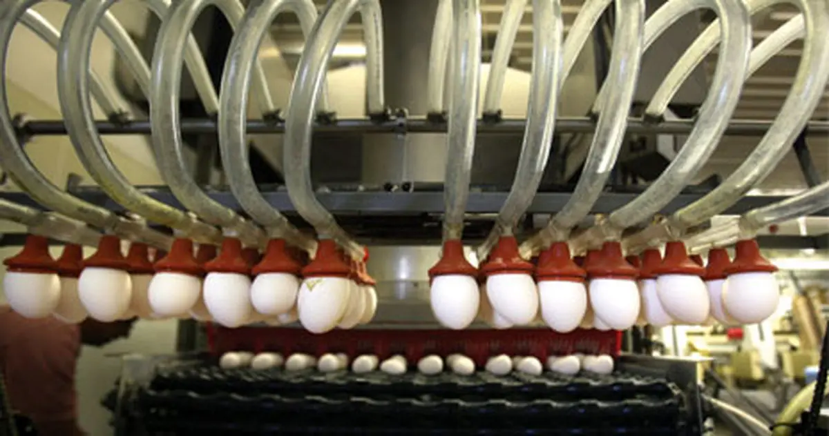 کارخانه تولید تخم مرغ / تصاویر