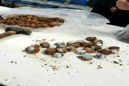 کشف تریاک جاسازی شده در گردو!/عکس