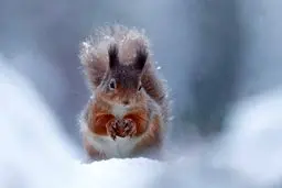 برندگان مسابقه عکاسی حیات‌وحش / تصاویر