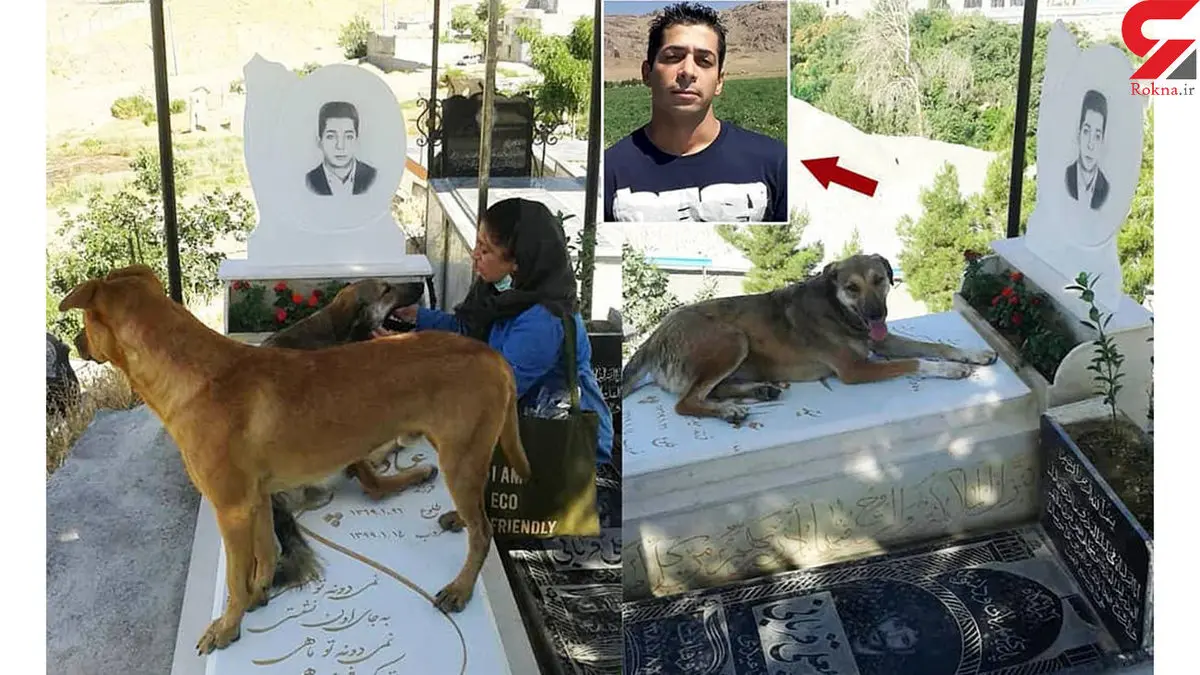 صحنه ای باورنکردنی در قبرستان کرج / قدر شناسی سگ ها از حامی حیوانات بعد از مرگش + عکس