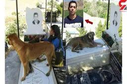 صحنه ای باورنکردنی در قبرستان کرج / قدر شناسی سگ ها از حامی حیوانات بعد از مرگش + عکس