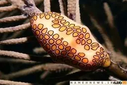 تصاویری از هیولاهای ساکن دریا