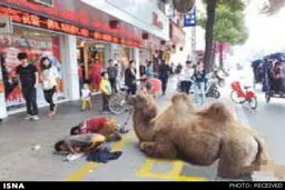 گدایی وحشیانه در چین+عکس