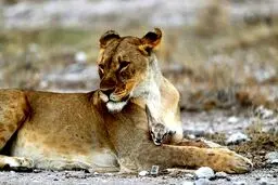 حیات‌وحش خیره‌کننده از لنز دوربین یک عکاس /تصاویر