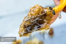 تصاویری از زندگی شیرین با عسل