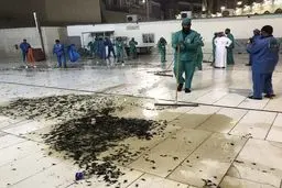 هجوم صدها هزار ملخ به مکه‌/تصاویر