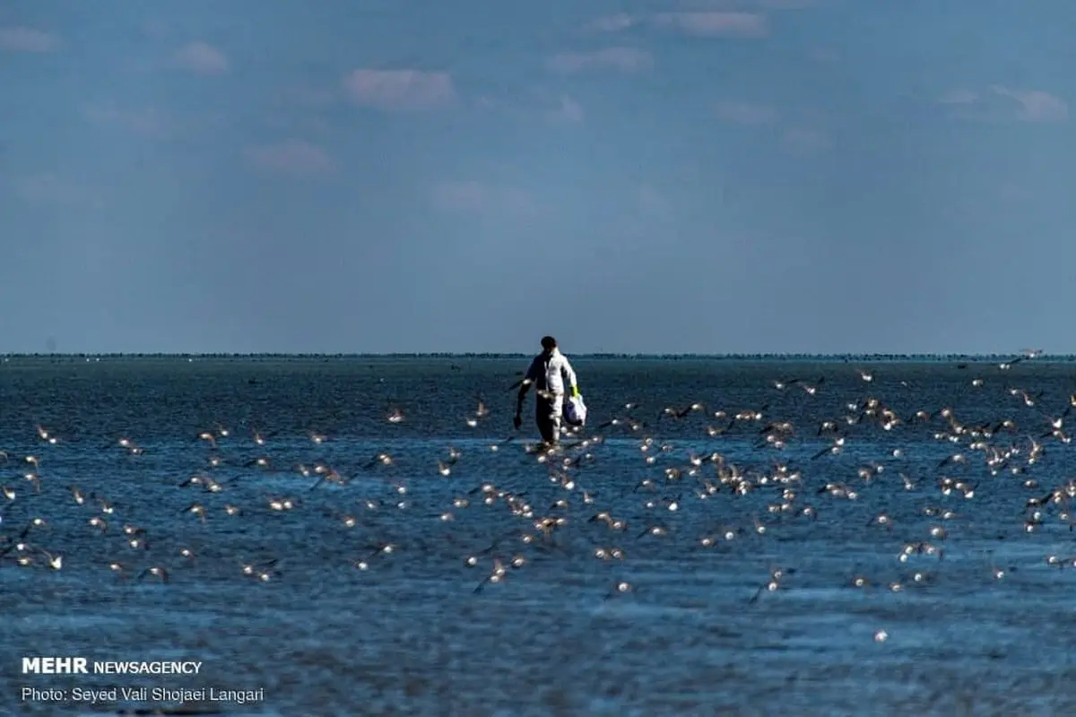 پایان تلخ مهاجرت پرندگان به میانکاله+عکس‌ها