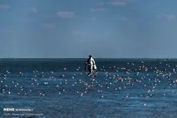 پایان تلخ مهاجرت پرندگان به میانکاله+عکس‌ها