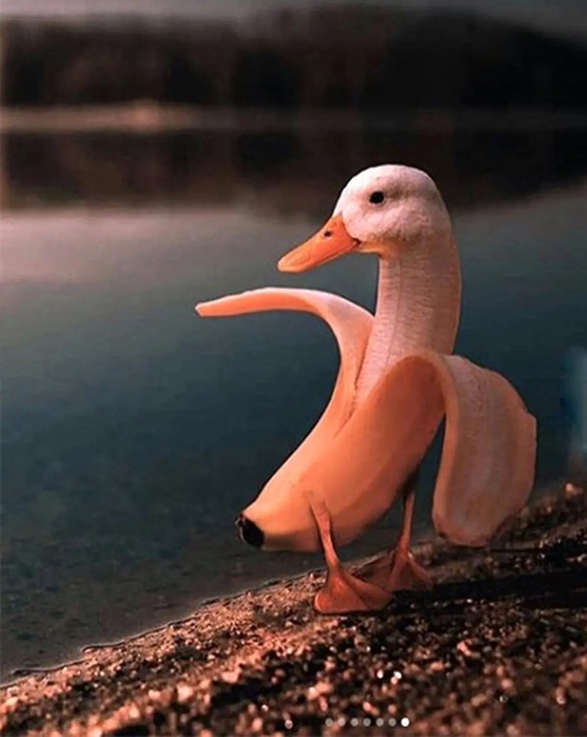 اگر حیوانات میوه یا گل بودند چه شکلی میشدند/ عکس