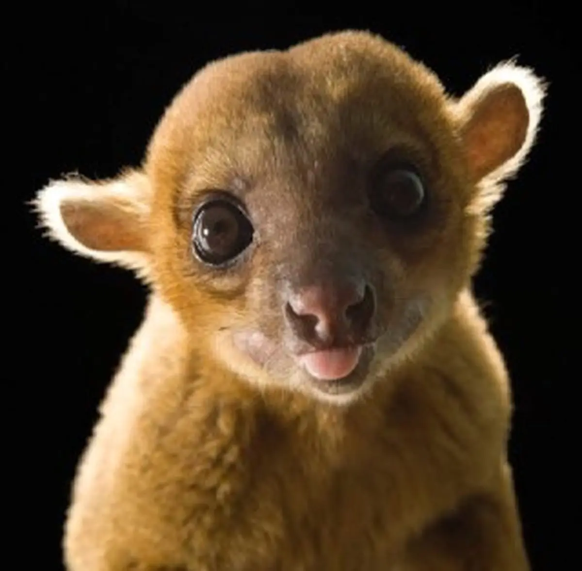 خرس عسل را ببینید / عکس