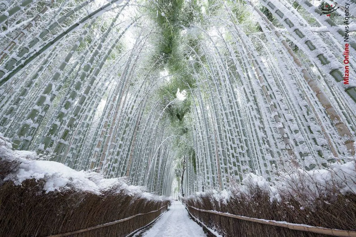 بامبوهای یخ زده در عکس روز نشنال جئوگرافیک