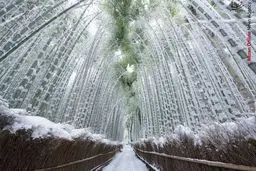 بامبوهای یخ زده در عکس روز نشنال جئوگرافیک