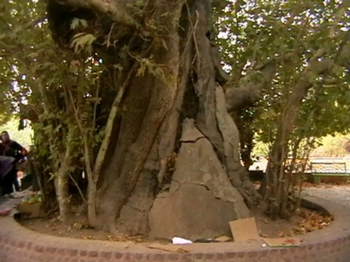 درختی که شیرین برای فرهاد کاشت/عکس