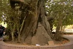 درختی که شیرین برای فرهاد کاشت/عکس