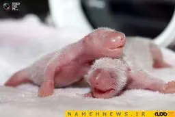 عکس/پاندای یک روزه این شکلی است!