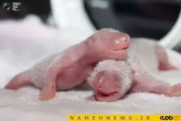 عکس/پاندای یک روزه این شکلی است!