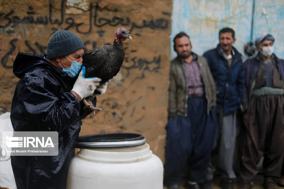 مقابله با آنفلوانزای فوق حاد پرندگان در کردستان+عکس‌ها