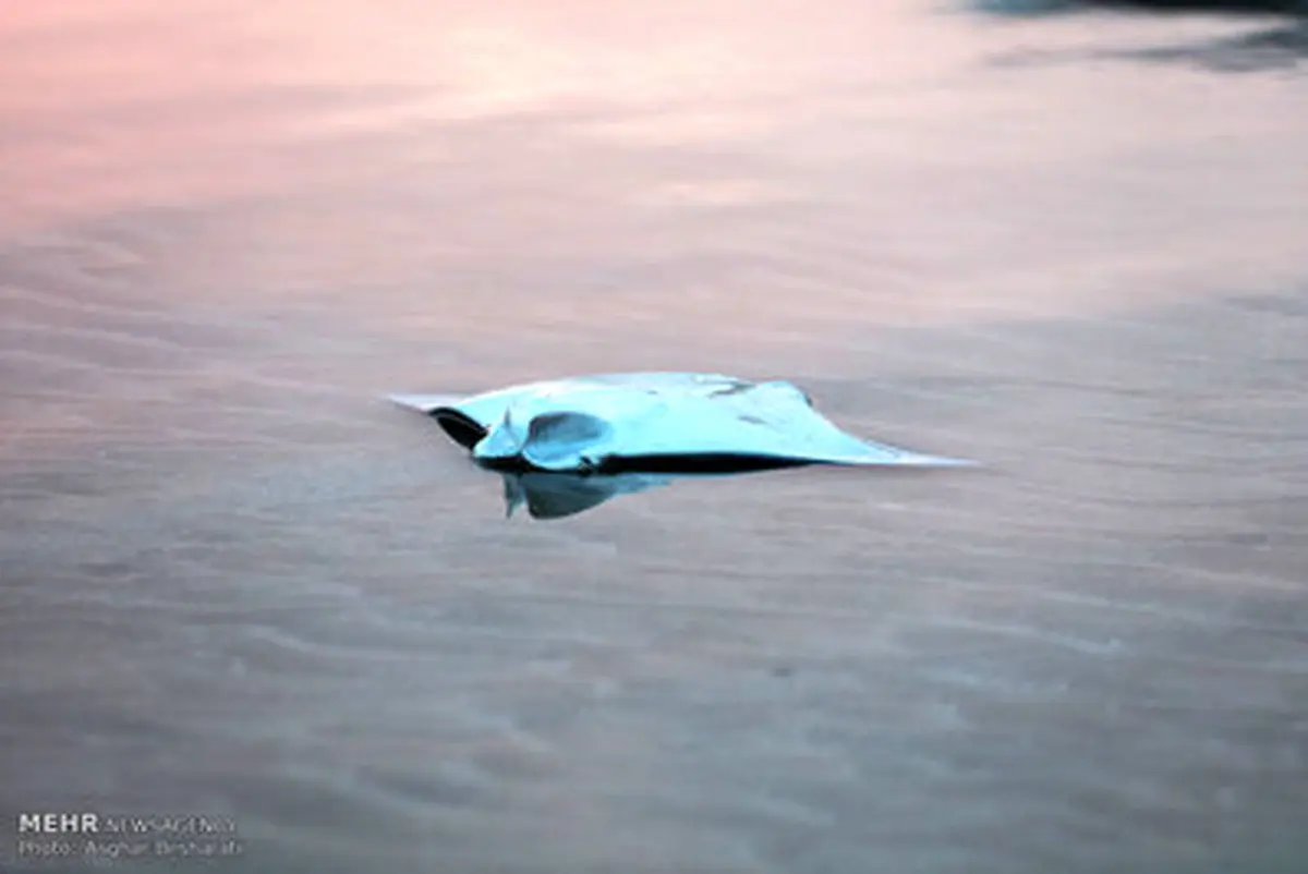 مرگ سفره ماهی‌ها در ساحل قشم/ تصاویر