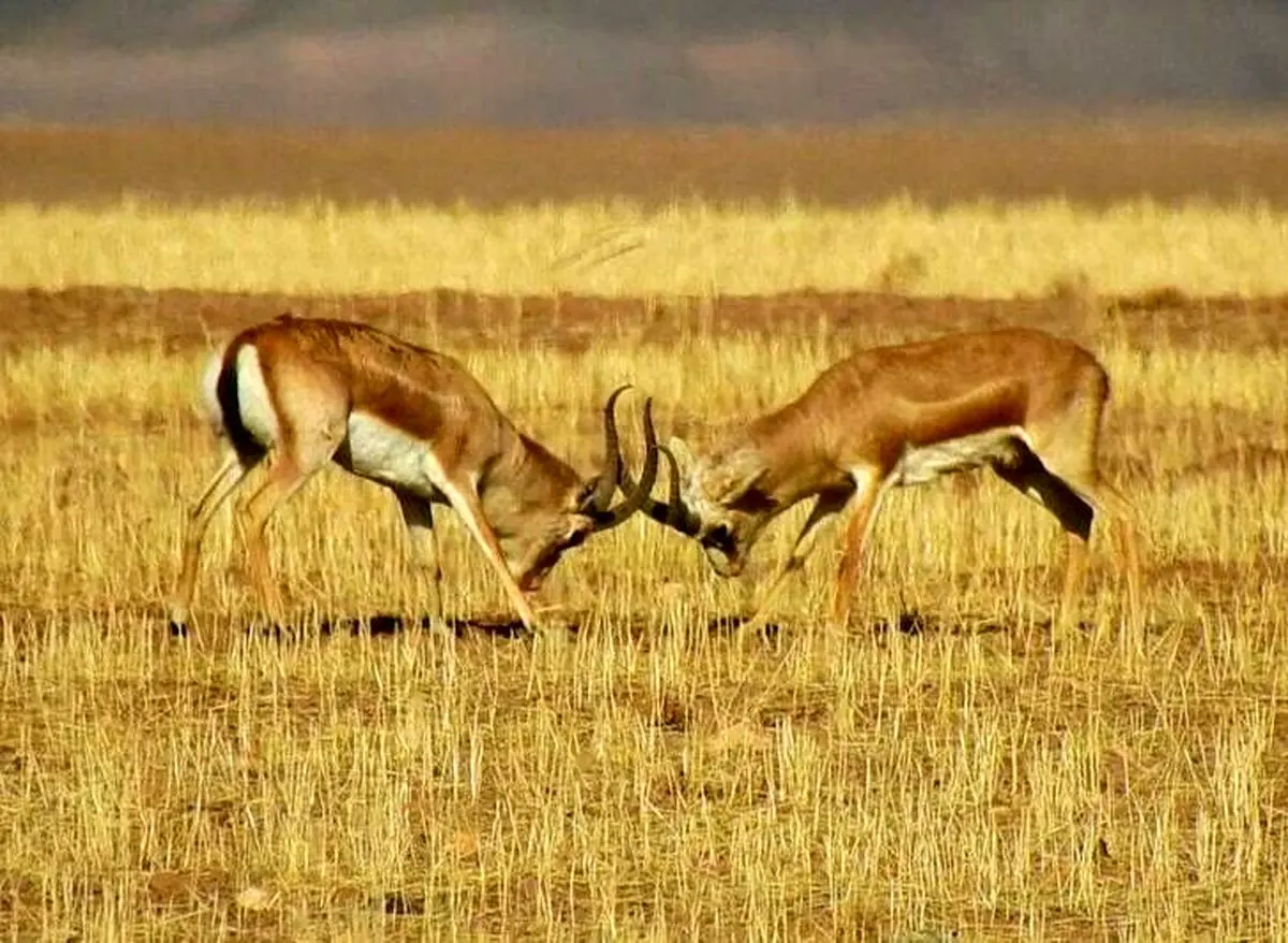 عکسی زیبا از حیات وحش زنجان / عکس