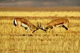 عکسی زیبا از حیات وحش زنجان / عکس