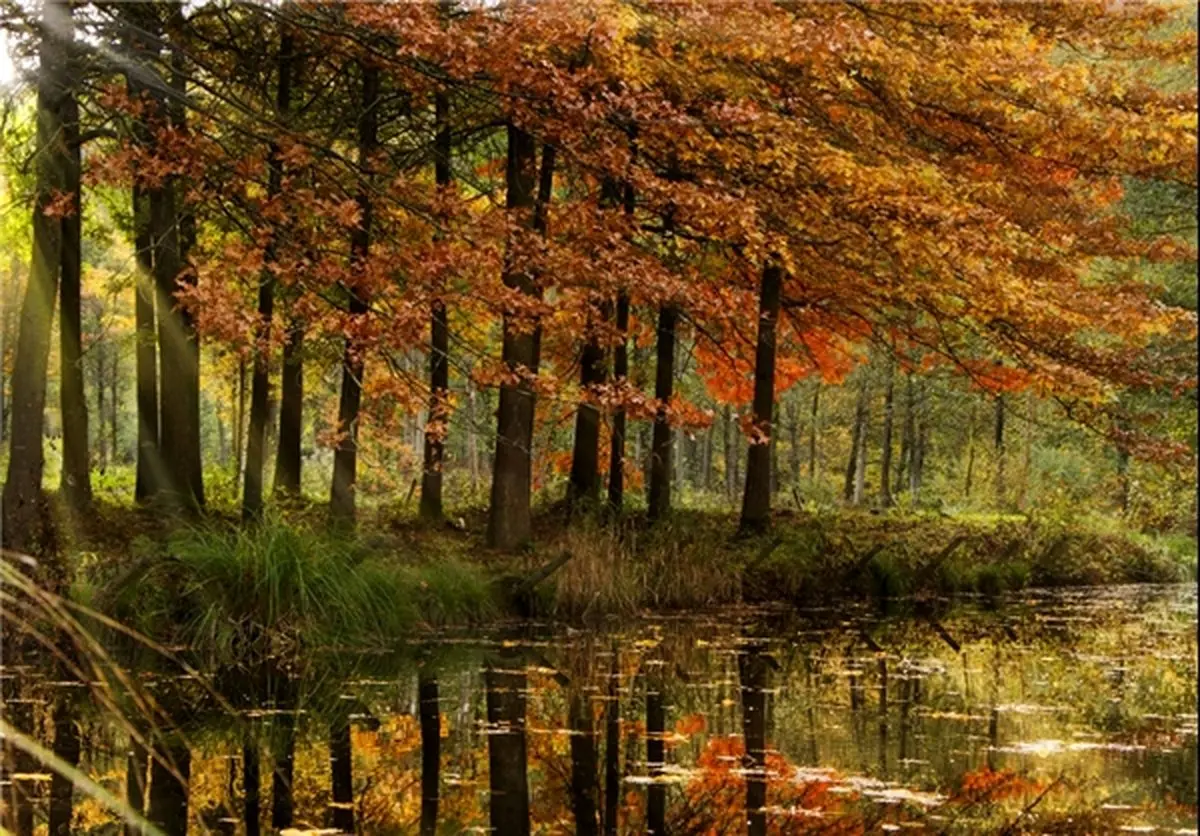 پاییزِ جهان چه رنگی است؟ /گزارش تصویری